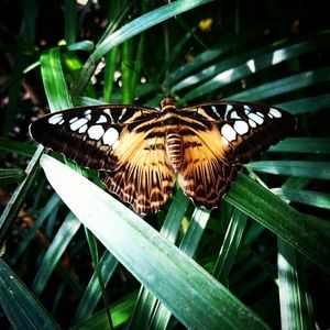 Meet your Posher, Diana